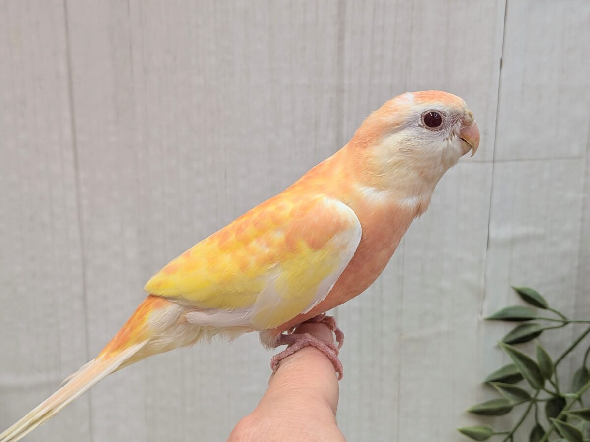 淡めピンクとイエローの華やかカラー🩷キラキラルビーアイ✨アキクサインコさんルビノー アキクサインコ(秋草インコ)