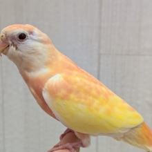 淡めピンクとイエローの華やかカラー🩷キラキラルビーアイ✨アキクサインコさんルビノー
