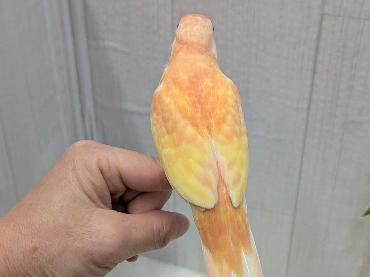 淡めピンクとイエローの華やかカラー🩷キラキラルビーアイ✨アキクサインコさんルビノー アキクサインコ(秋草インコ)