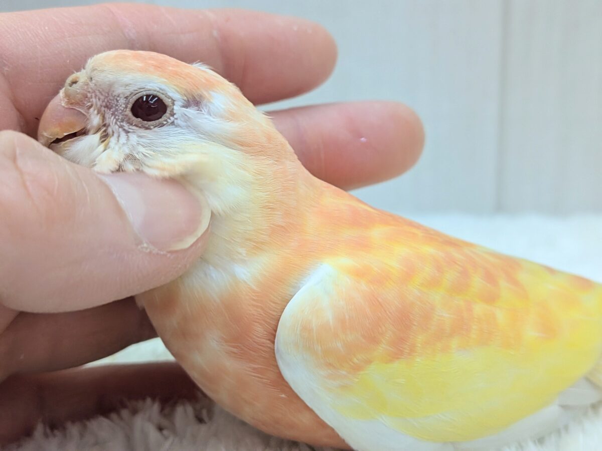 淡めピンクとイエローの華やかカラー🩷キラキラルビーアイ✨アキクサインコさんルビノー アキクサインコ(秋草インコ)