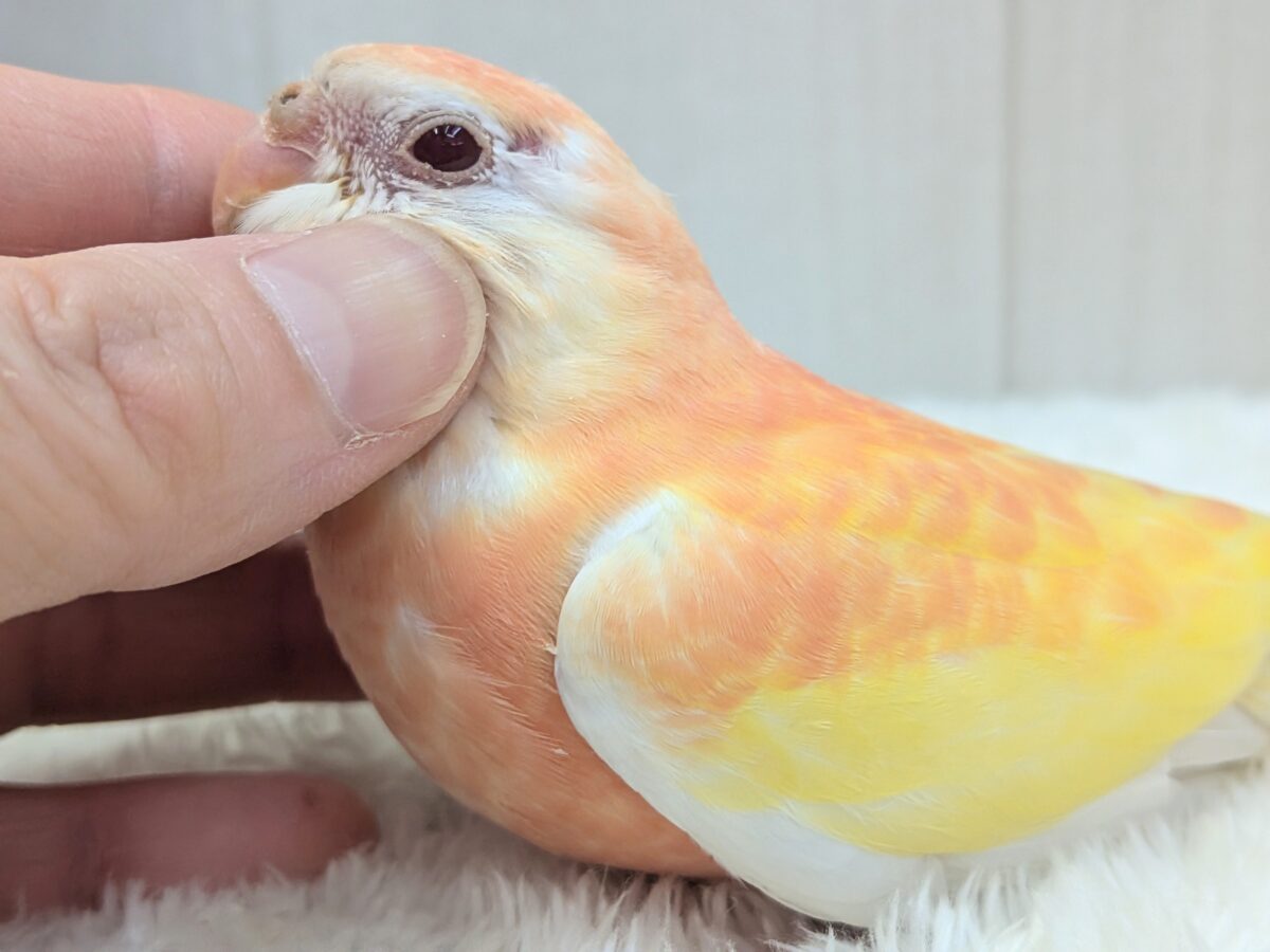淡めピンクとイエローの華やかカラー🩷キラキラルビーアイ✨アキクサインコさんルビノー アキクサインコ(秋草インコ)