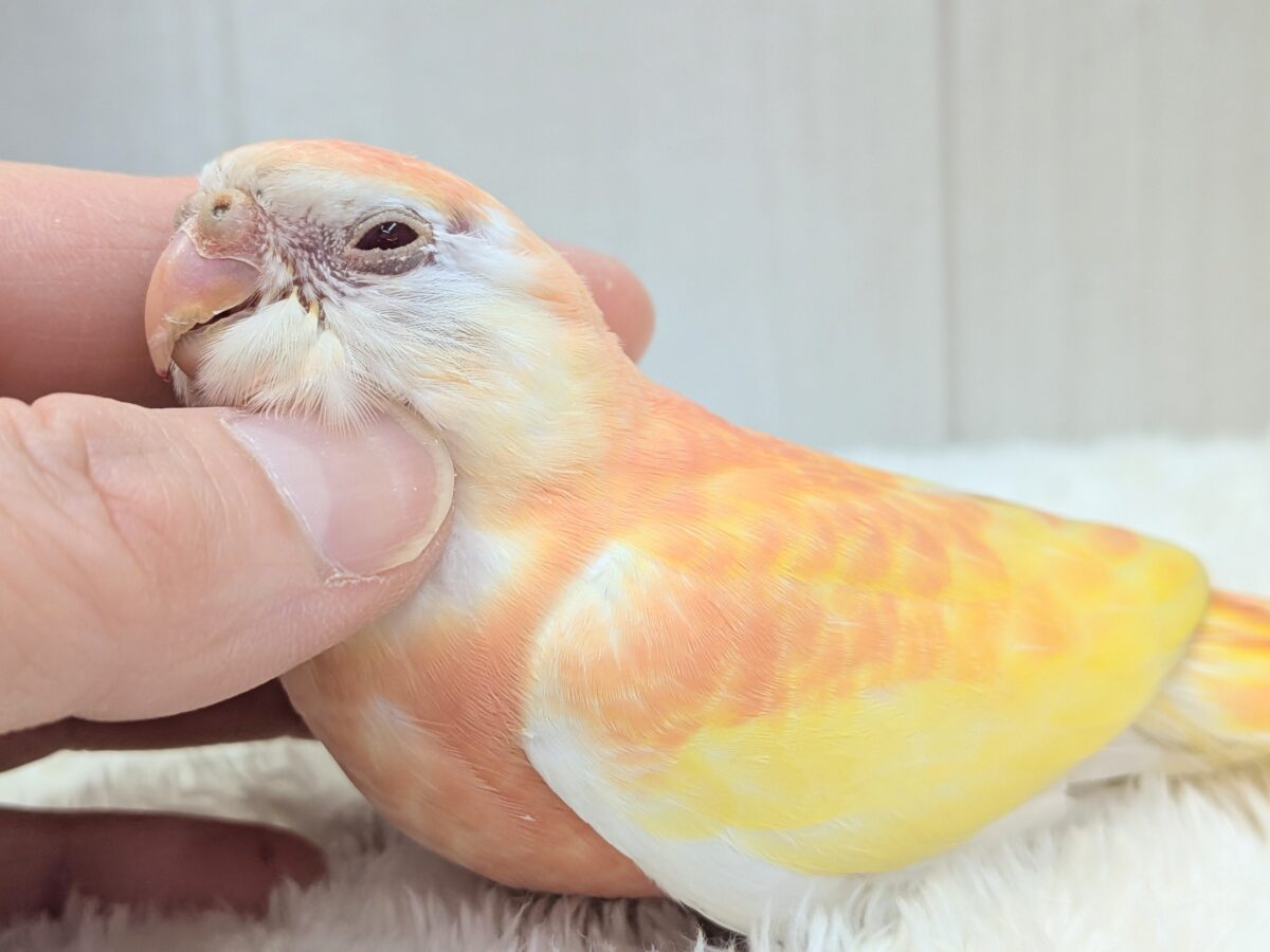 淡めピンクとイエローの華やかカラー🩷キラキラルビーアイ✨アキクサインコさんルビノー アキクサインコ(秋草インコ)