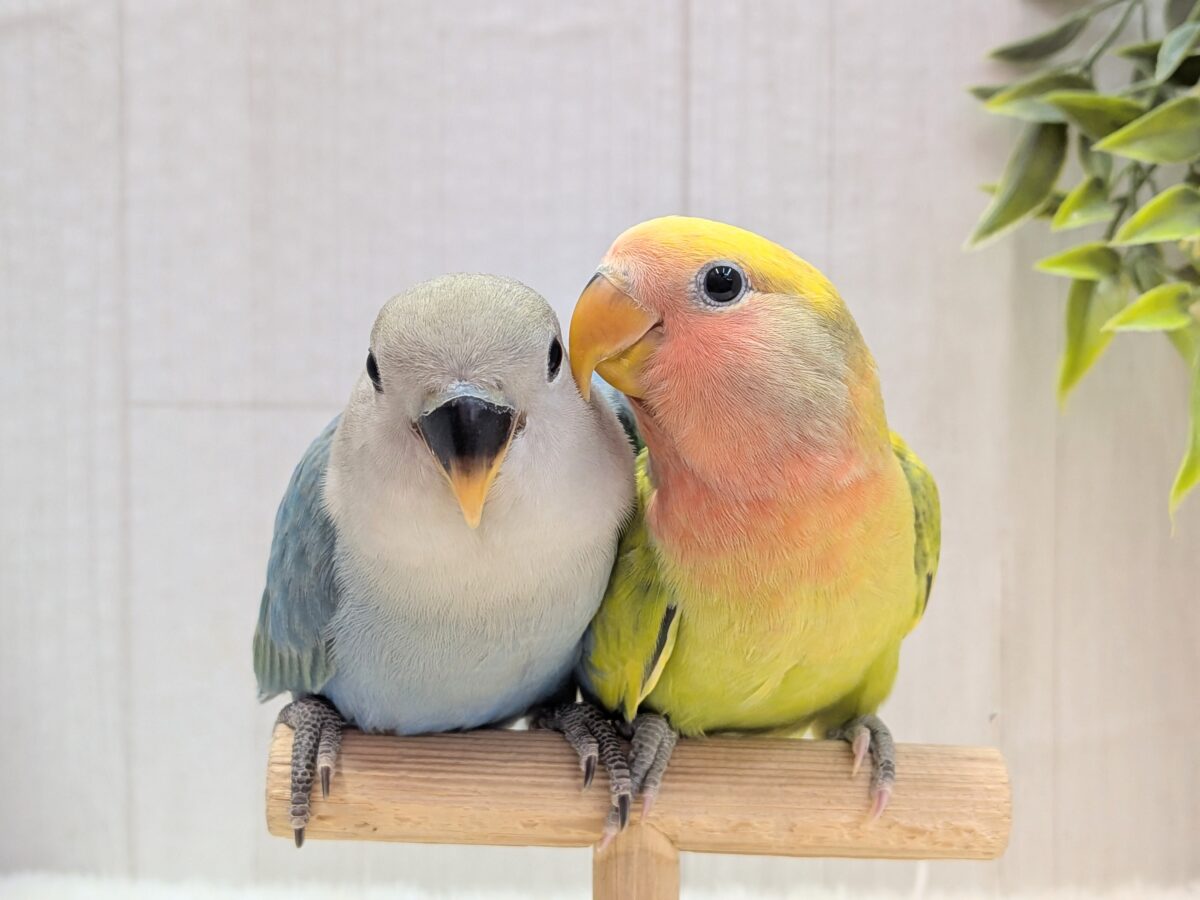 最新画像有ります❗️彩り豊かに〜💛💚❤️コザクラインコ（ブルー