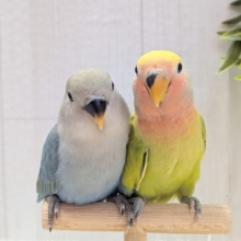 最新画像有ります❗️彩り豊かに〜💛💚❤️コザクラインコ（ブルーチェリーオパーリン・タイガーチェリーオパーリン）