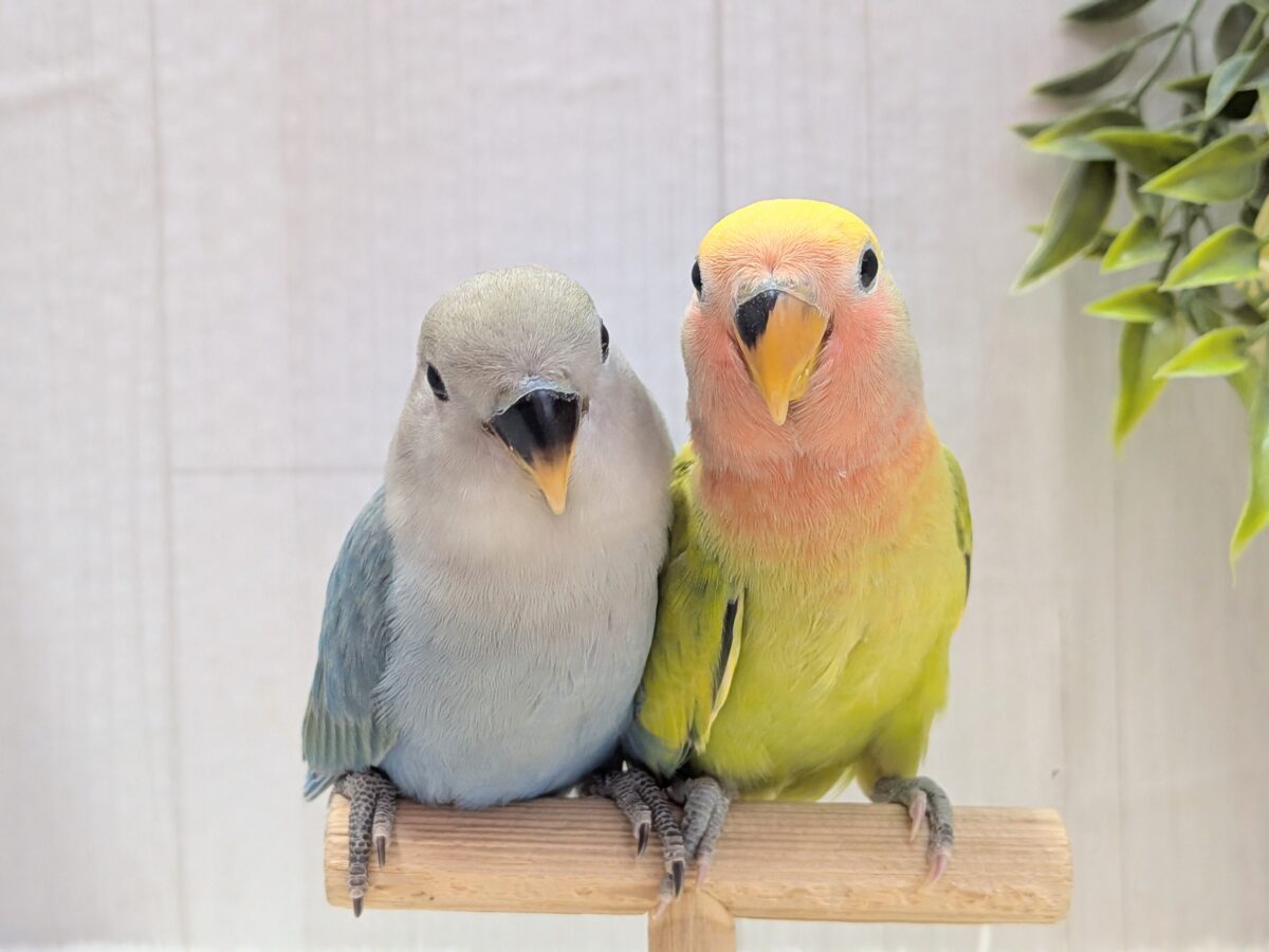 最新画像有ります❗️彩り豊かに〜💛💚❤️コザクラインコ（ブルー