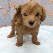 もこふわからあげボーイ💙　ハーフ犬（トイプードル×マルチーズ）の男のコ　2026/5/19撮影