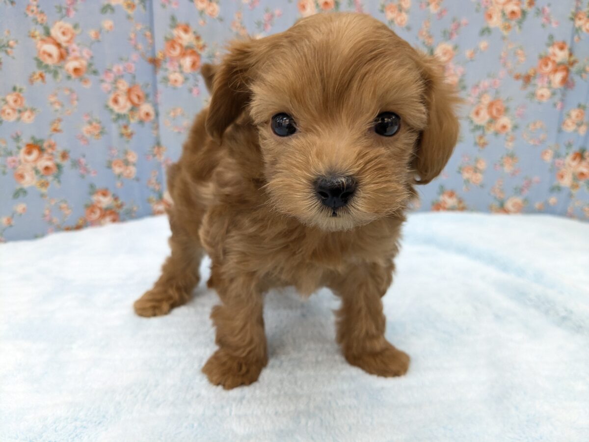 もこふわからあげボーイ💙　ハーフ犬（トイプードル×マルチーズ）の男のコ　2026/5/19撮影