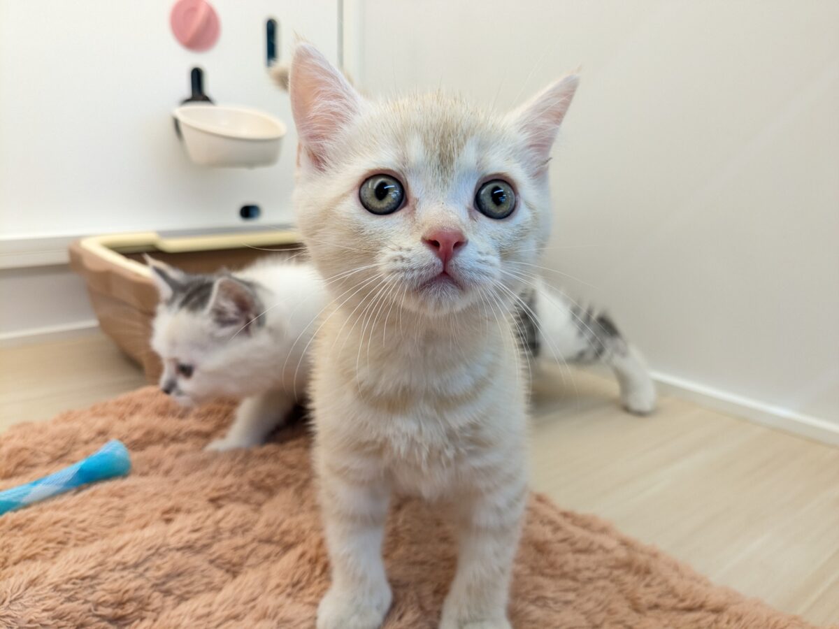ミックス猫