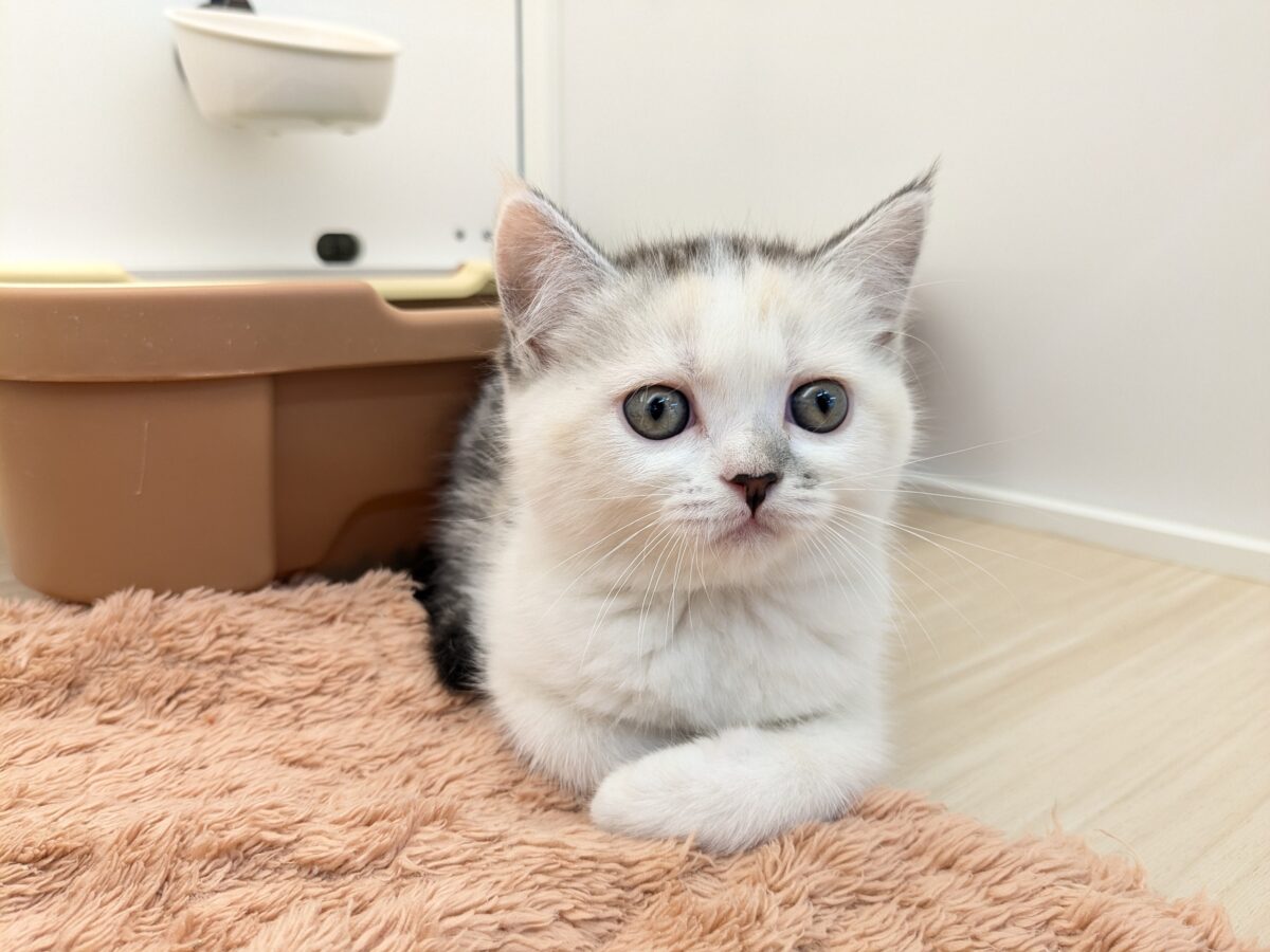 ミックス猫