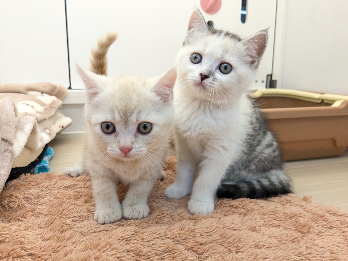 ミックス猫