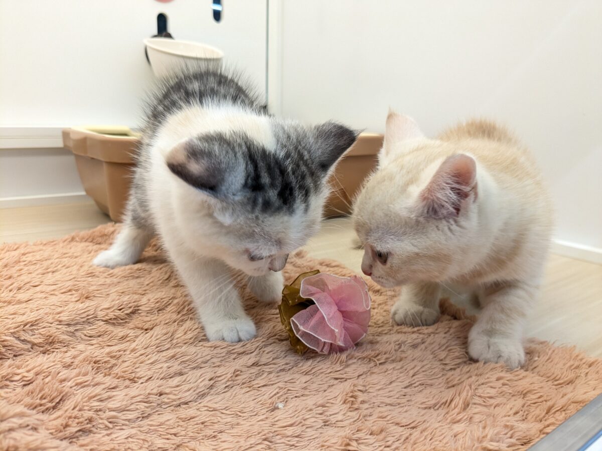 ミックス猫