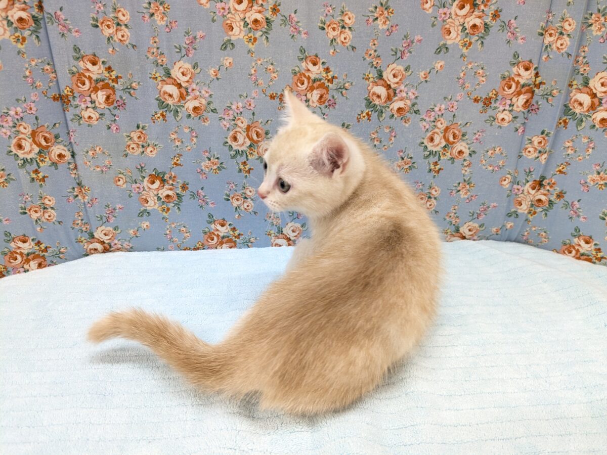 ミックス猫