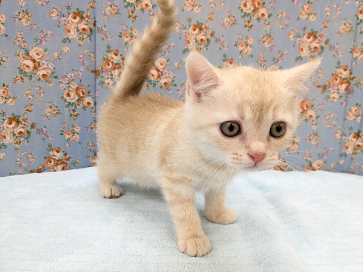 ミックス猫