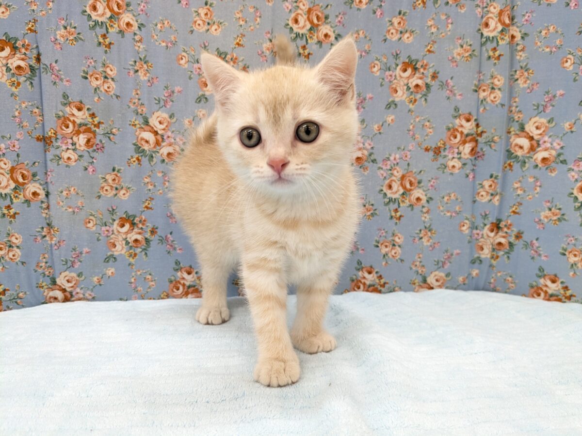 甘々スリスリボーイ💙　ハーフ猫（セルカークレックス×ミヌエット）の男のコ　2026/5/22撮影