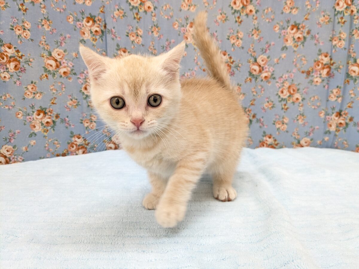ミックス猫