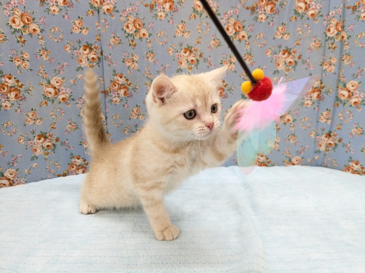 ミックス猫