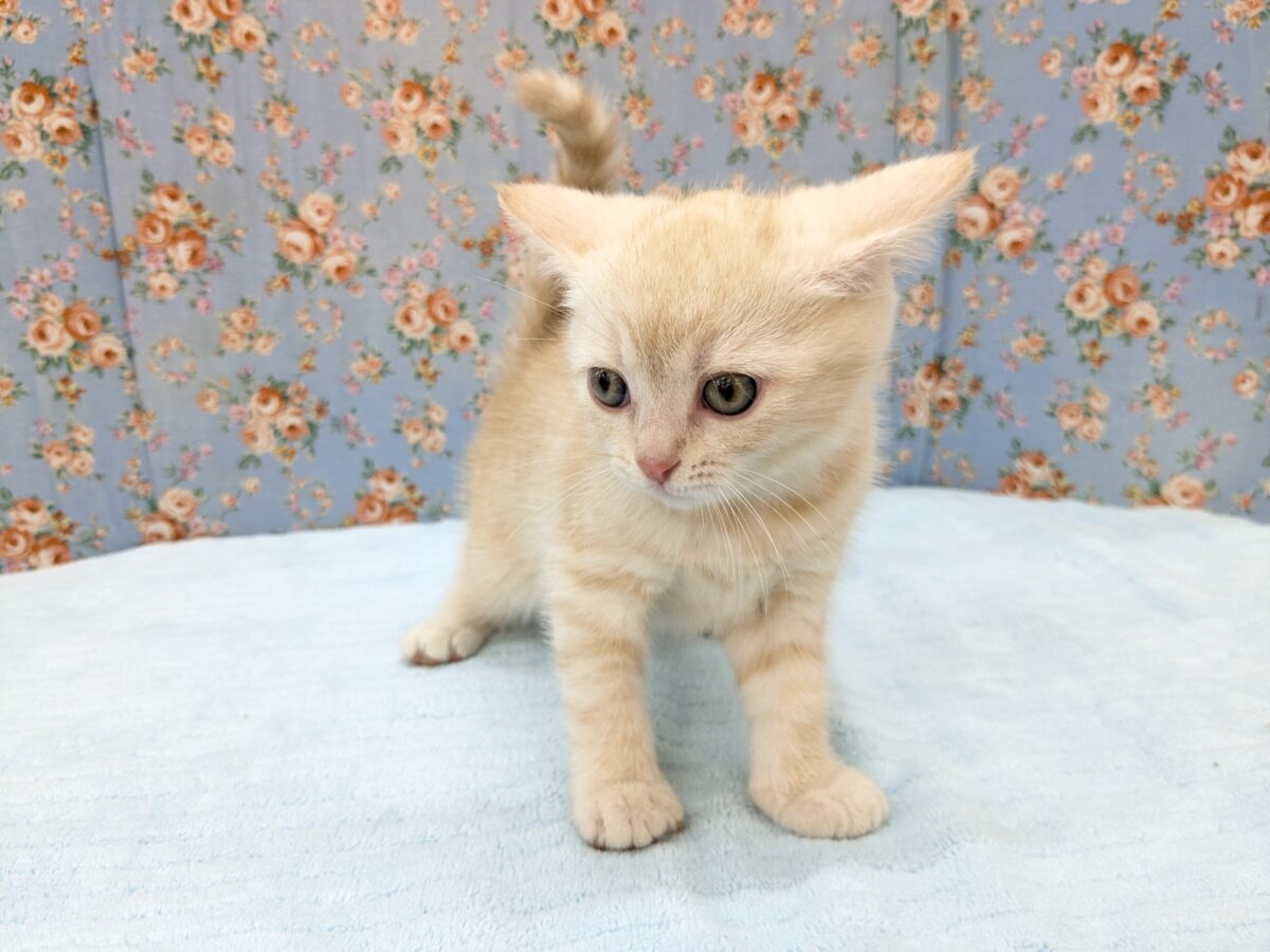 ミックス猫