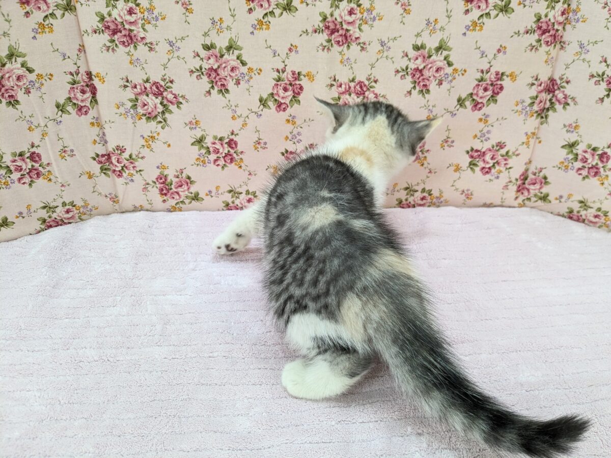 ミックス猫