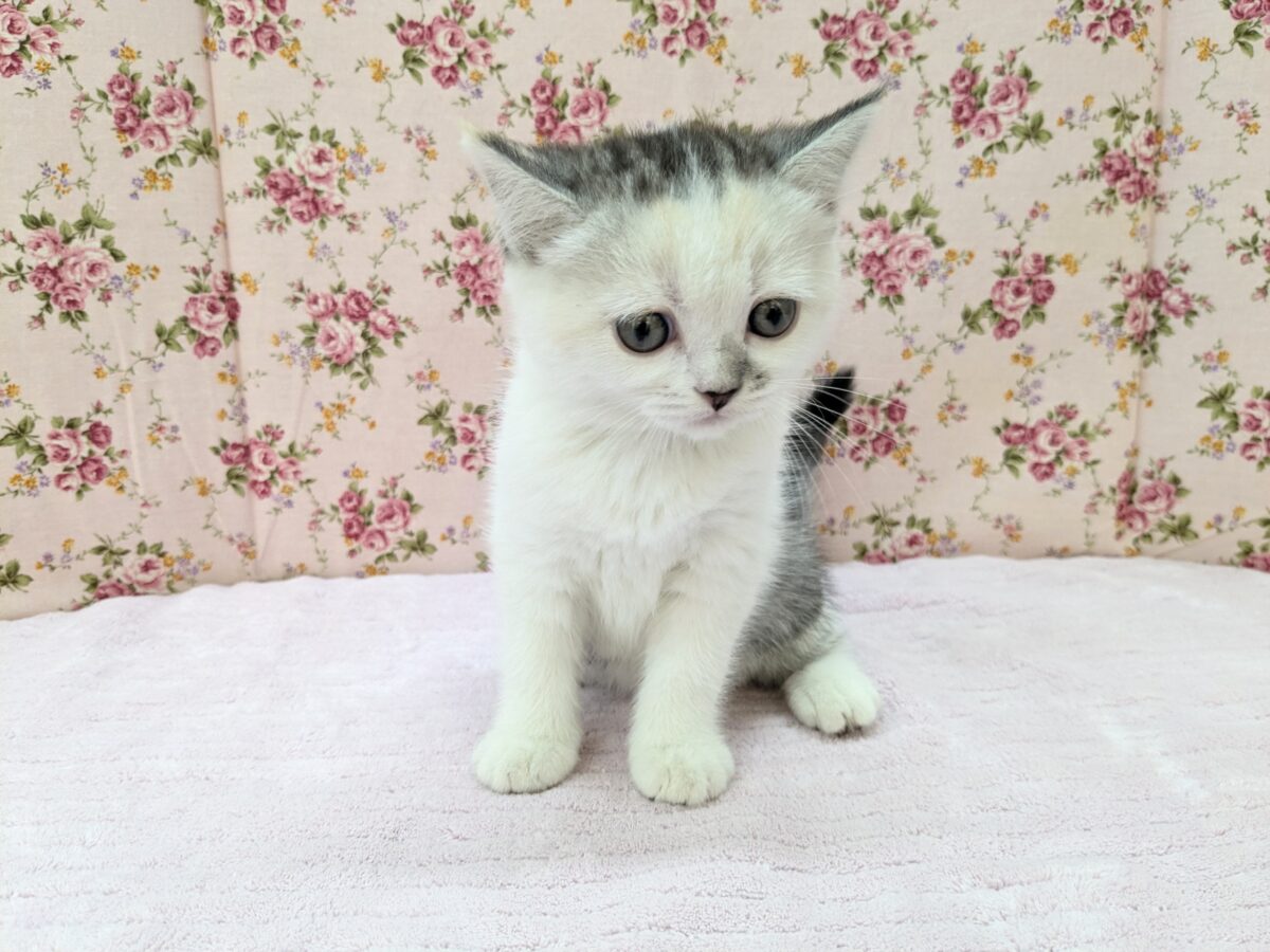 ミックス猫