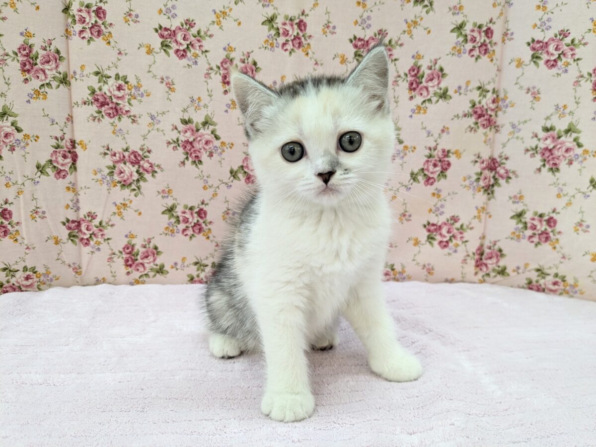 ミックス猫
