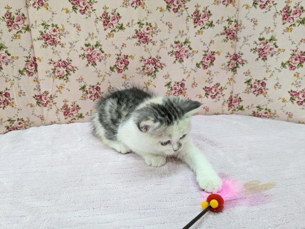 ミックス猫