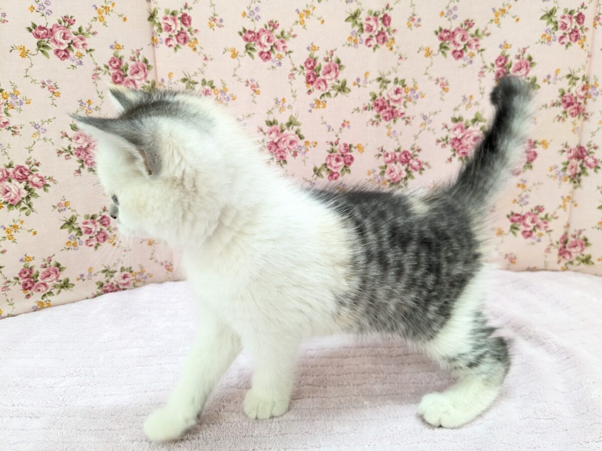 ミックス猫