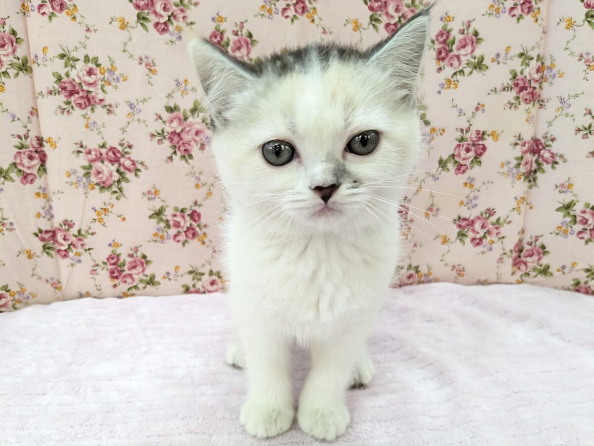 ミックス猫