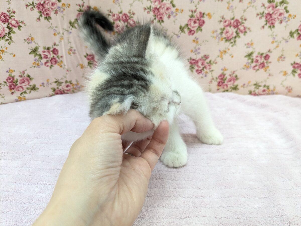 ミックス猫