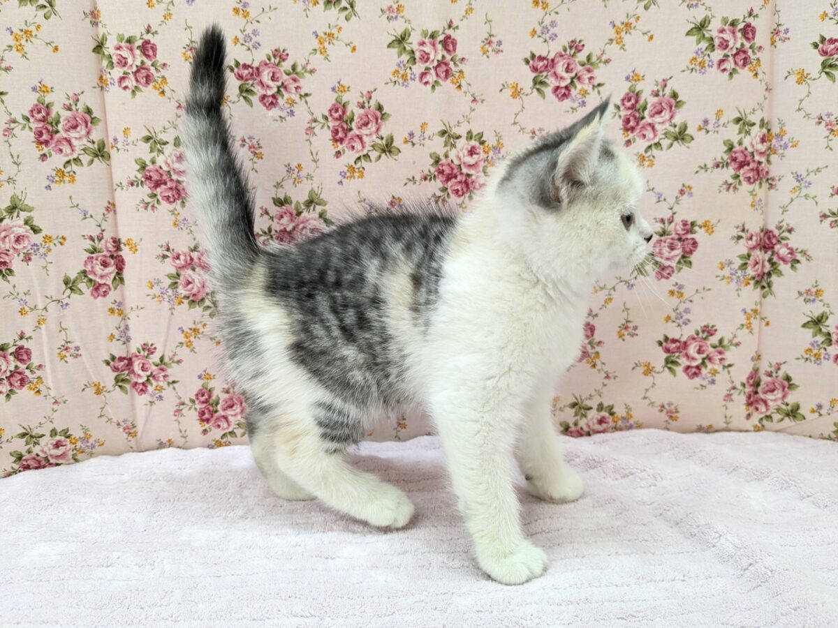 ミックス猫