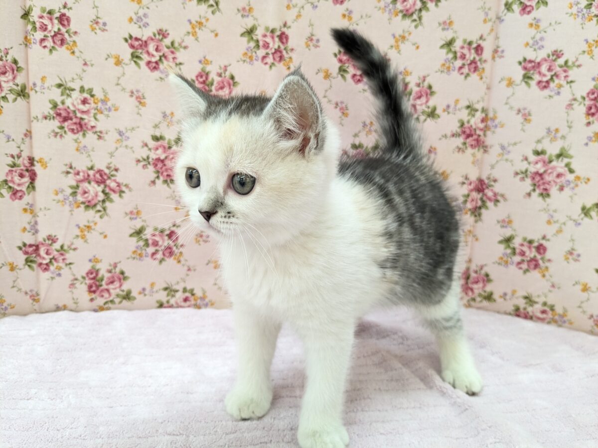 ミックス猫