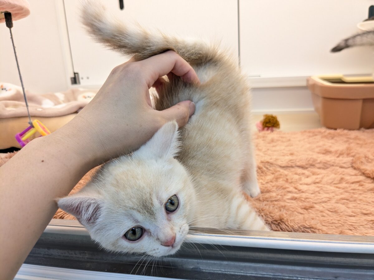 ミックス猫