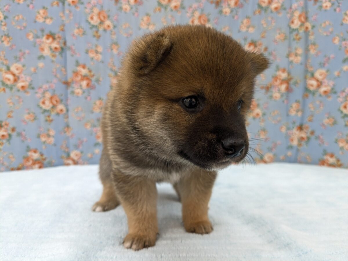 どすこい!かりんとうBOY🎵 豆柴犬の男のコ 2026/5/27撮影 豆柴
