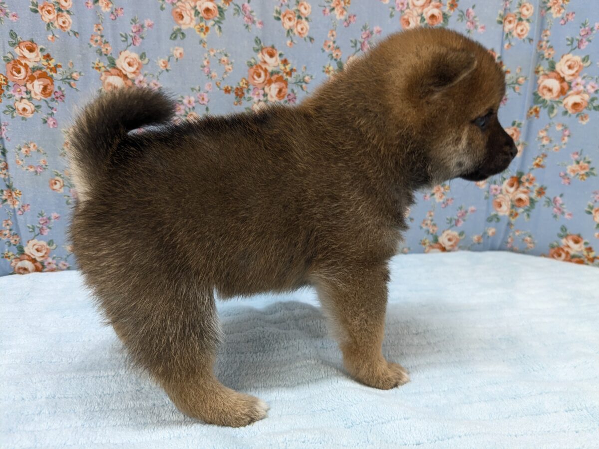 どすこい!かりんとうBOY🎵 豆柴犬の男のコ 2026/5/27撮影 豆柴