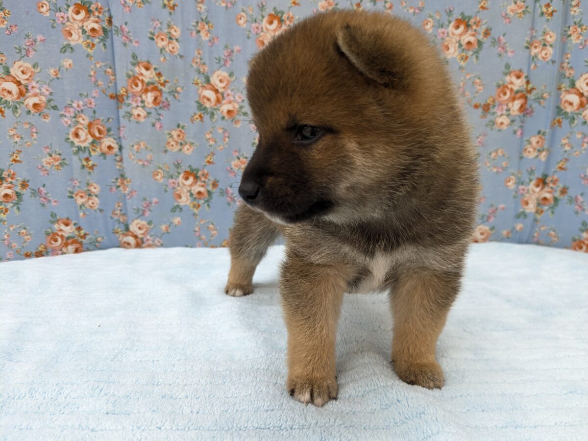 どすこい!かりんとうBOY🎵 豆柴犬の男のコ 2026/5/27撮影 豆柴