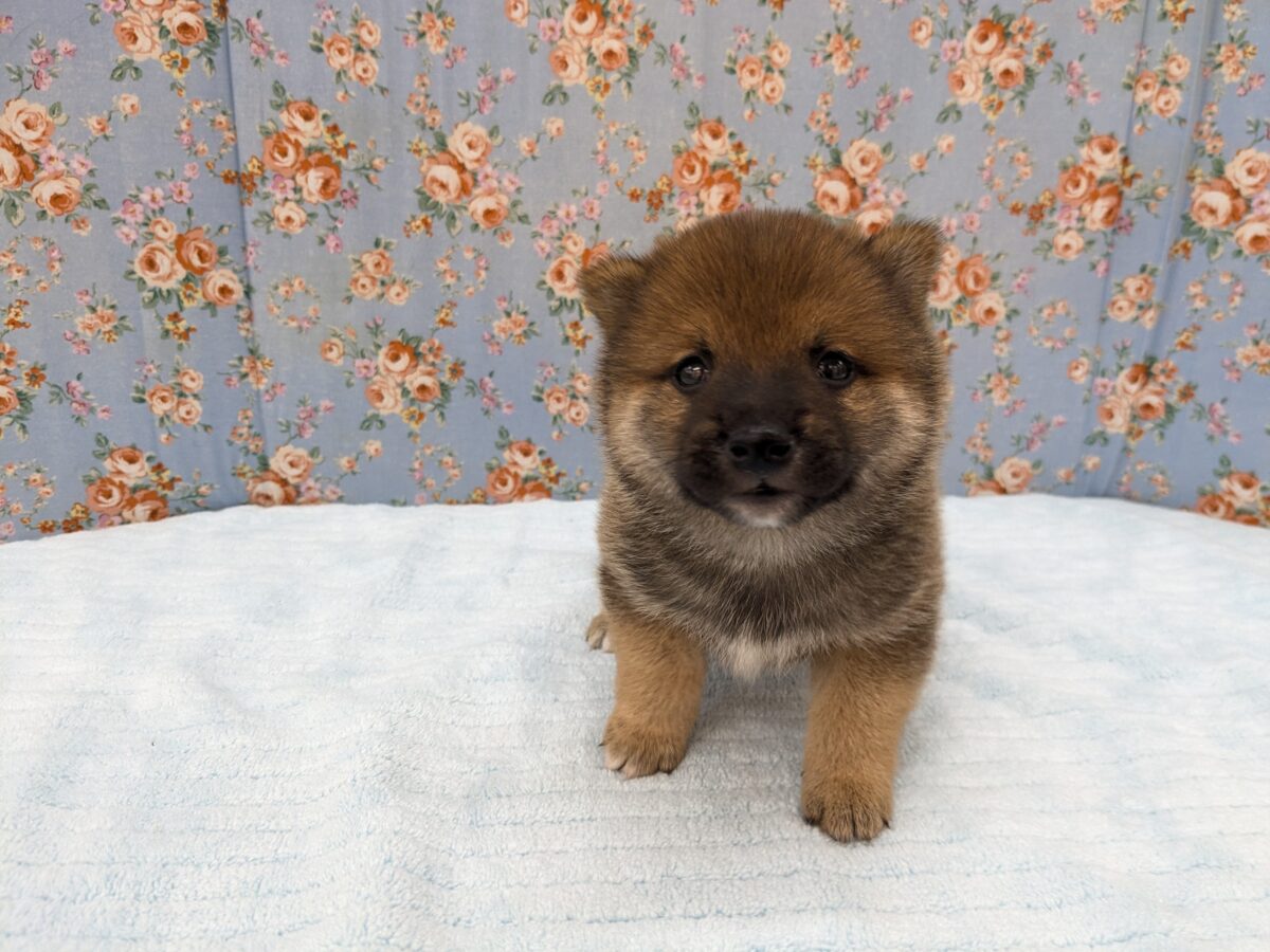 どすこい!かりんとうBOY🎵 豆柴犬の男のコ 2026/5/27撮影 豆柴