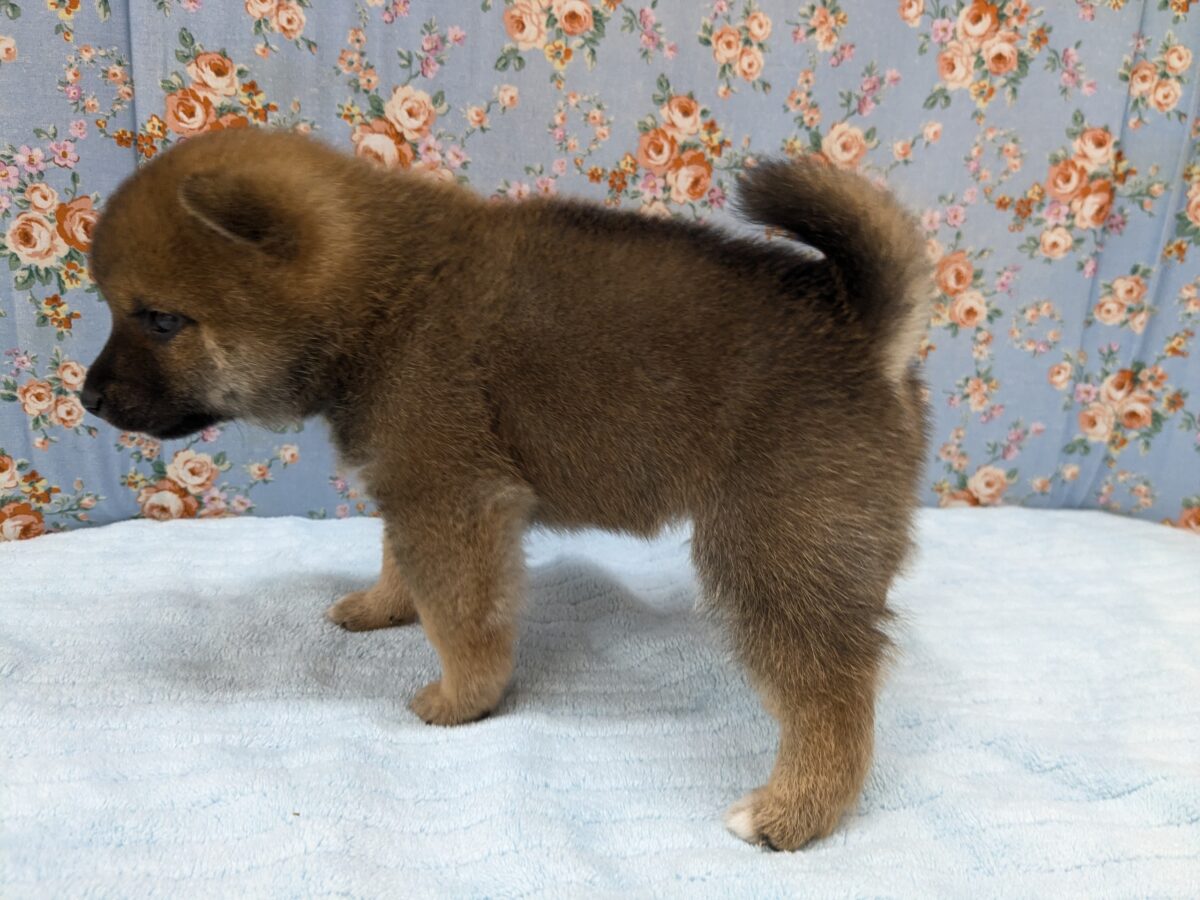 どすこい!かりんとうBOY🎵 豆柴犬の男のコ 2026/5/27撮影 豆柴