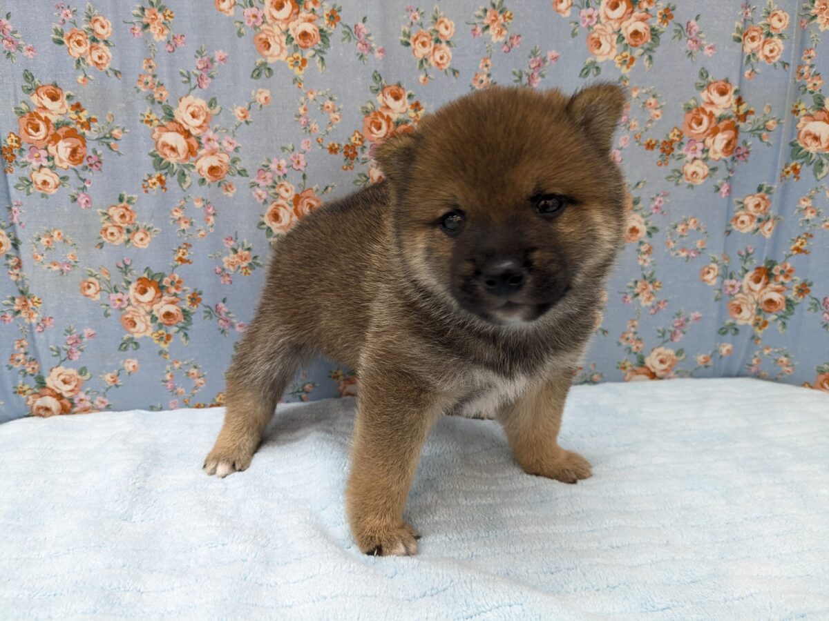 どすこい!かりんとうBOY🎵 豆柴犬の男のコ 2026/5/27撮影 豆柴