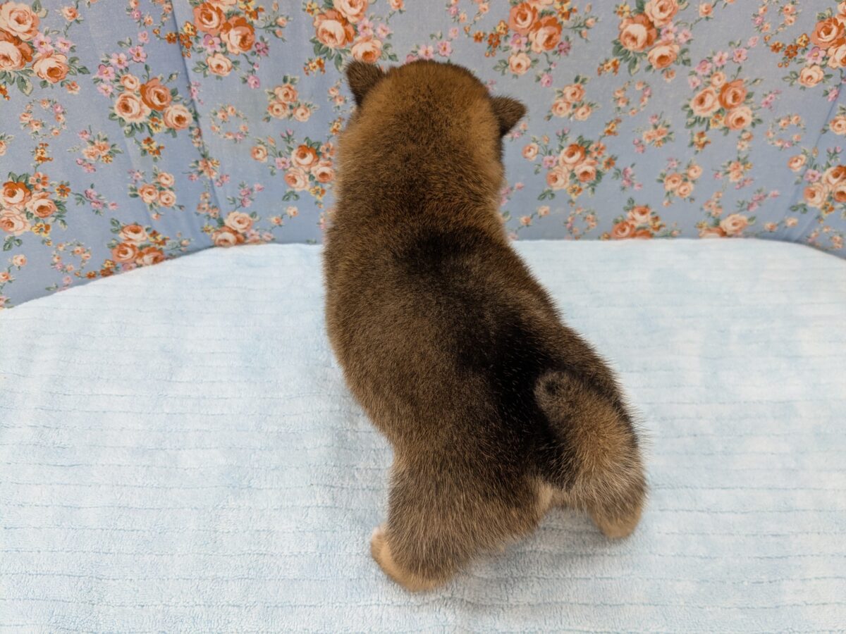どすこい!かりんとうBOY🎵 豆柴犬の男のコ 2026/5/27撮影 豆柴