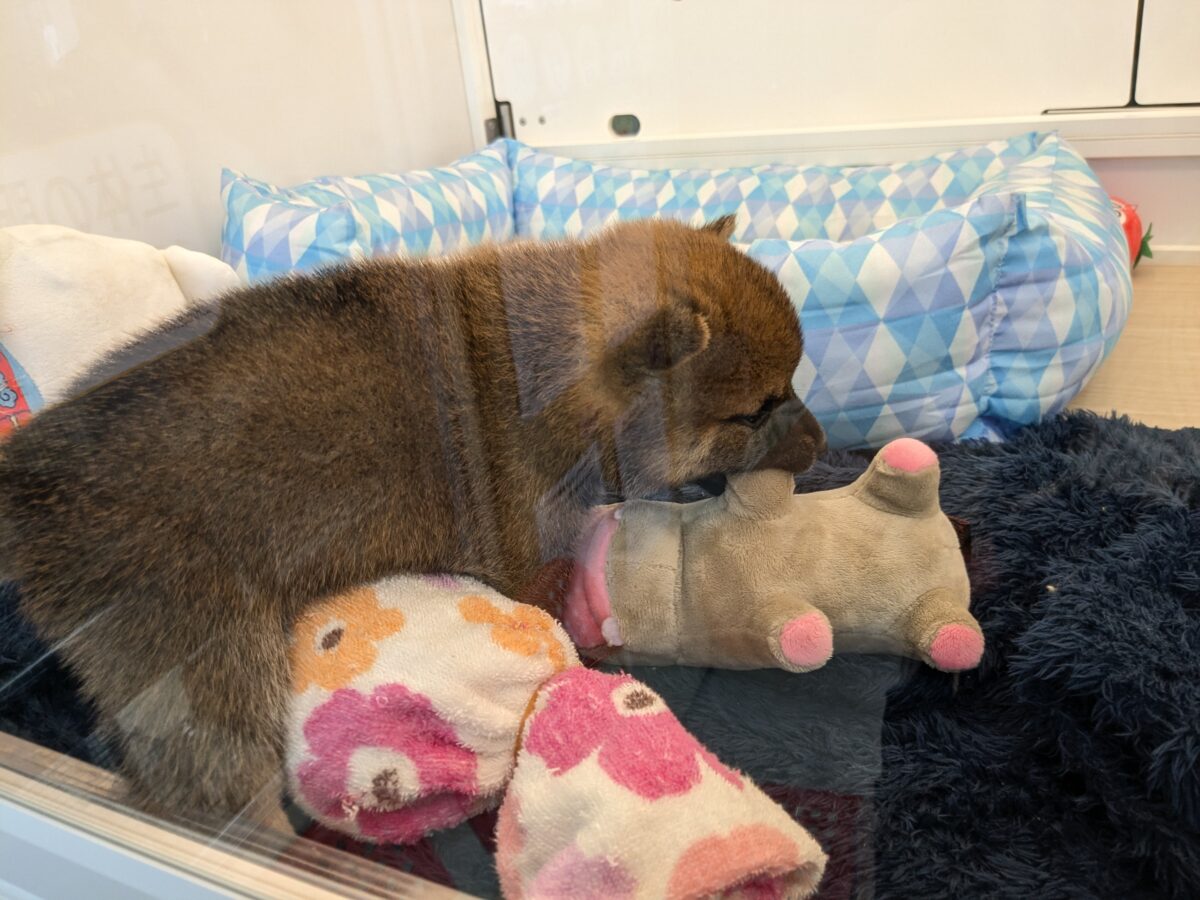 どすこい!かりんとうBOY🎵 豆柴犬の男のコ 2026/5/27撮影 豆柴