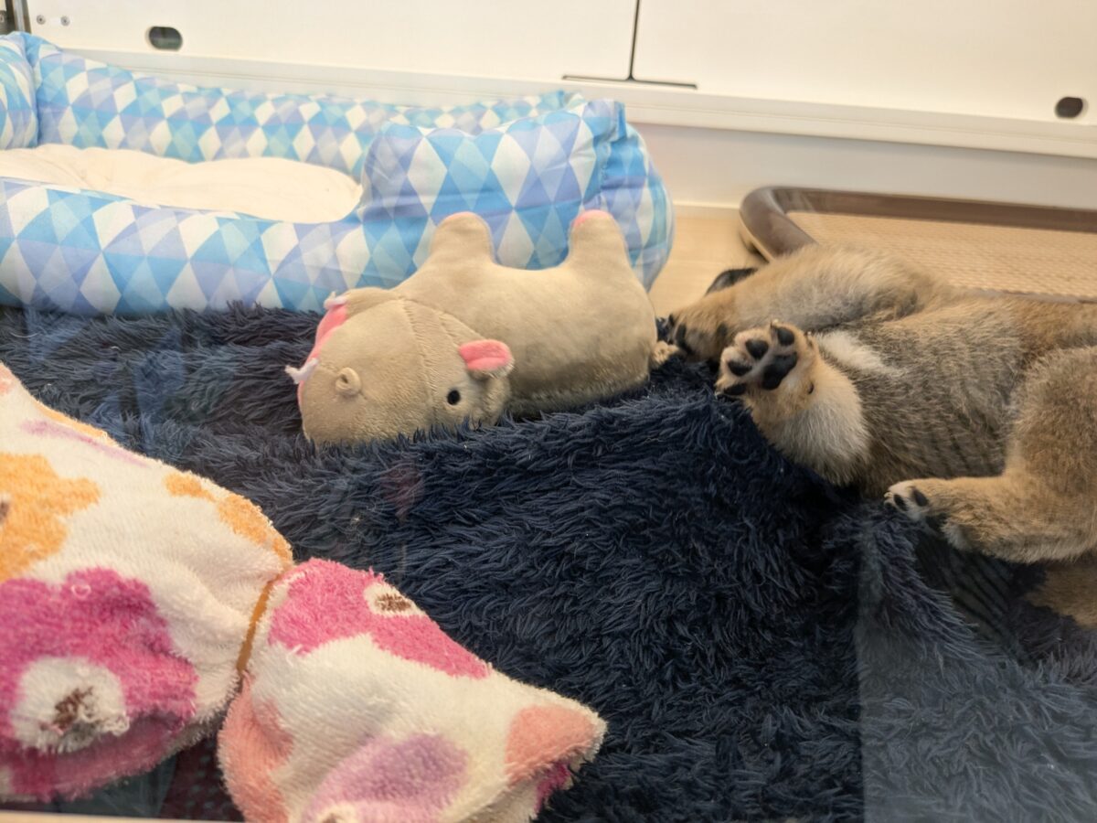 どすこい!かりんとうBOY🎵 豆柴犬の男のコ 2026/5/27撮影 豆柴