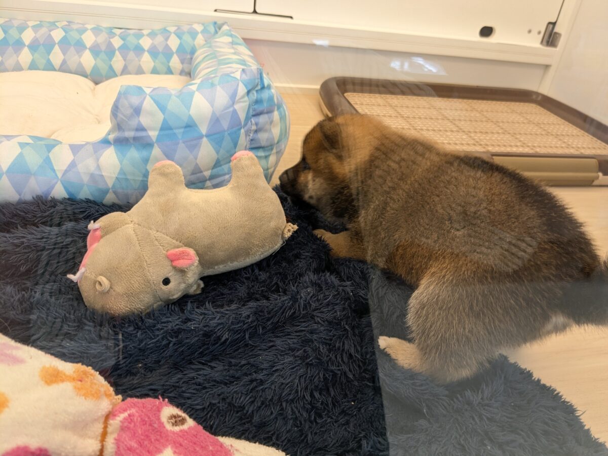 どすこい!かりんとうBOY🎵 豆柴犬の男のコ 2026/5/27撮影 豆柴