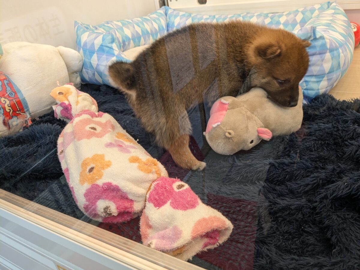 どすこい!かりんとうBOY🎵 豆柴犬の男のコ 2026/5/27撮影 豆柴