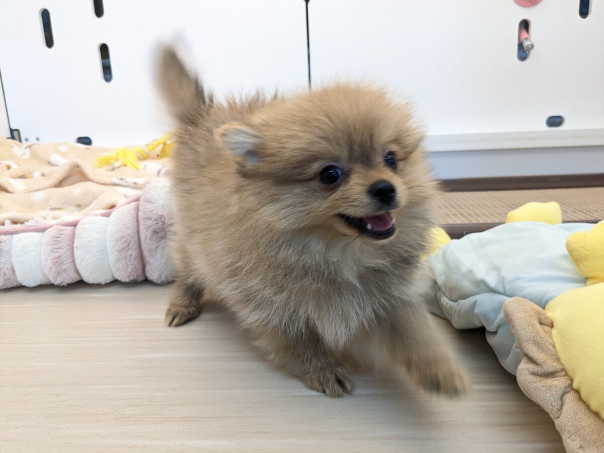 ポメラニアン