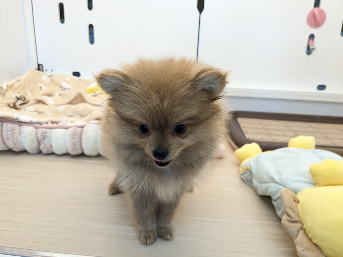 ポメラニアン