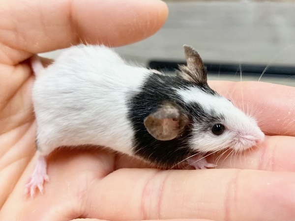 パンダマウス