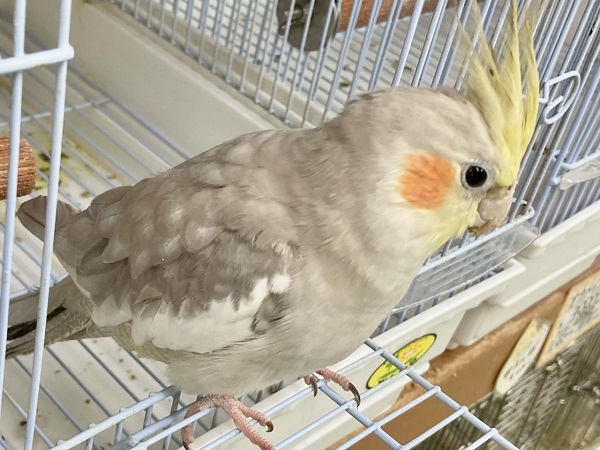オカメインコ