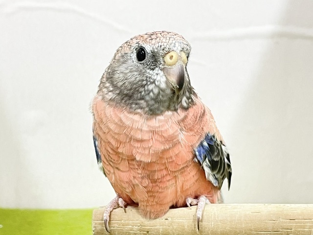 ☆最新画像更新☆　薔薇のように美しいカラーの鳥さんがやってきましたよ〜🌹🌹　アキクサインコ(ローズ)