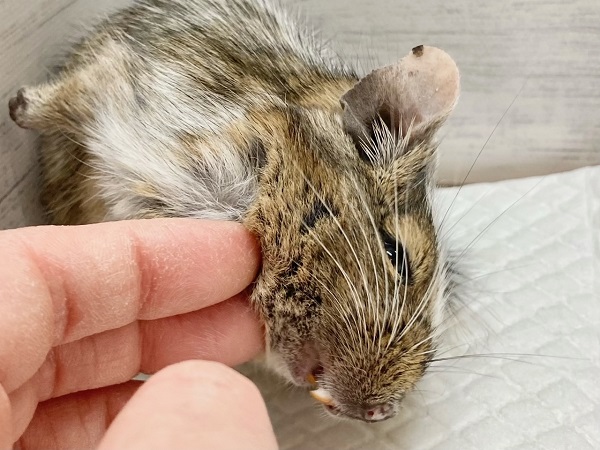 最新画像!デグー(パイド) カキカキ大好き♪BIGボディな男の子! デグー