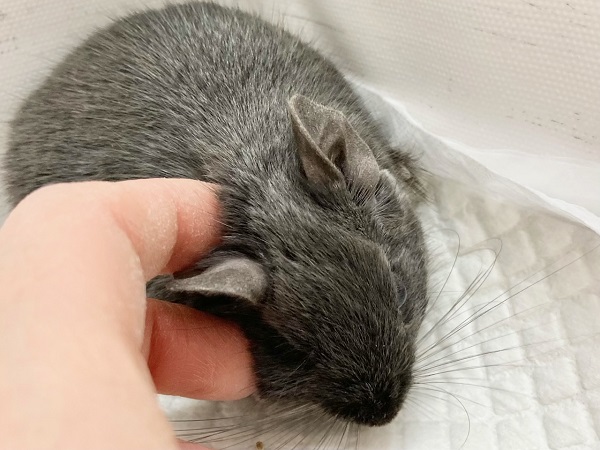 デグー