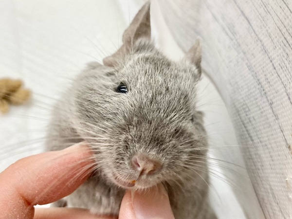 最新画像!デグー(シルバーブルー) 女の子 手乗りカキカキOK!べたなれデグーさんです! デグー